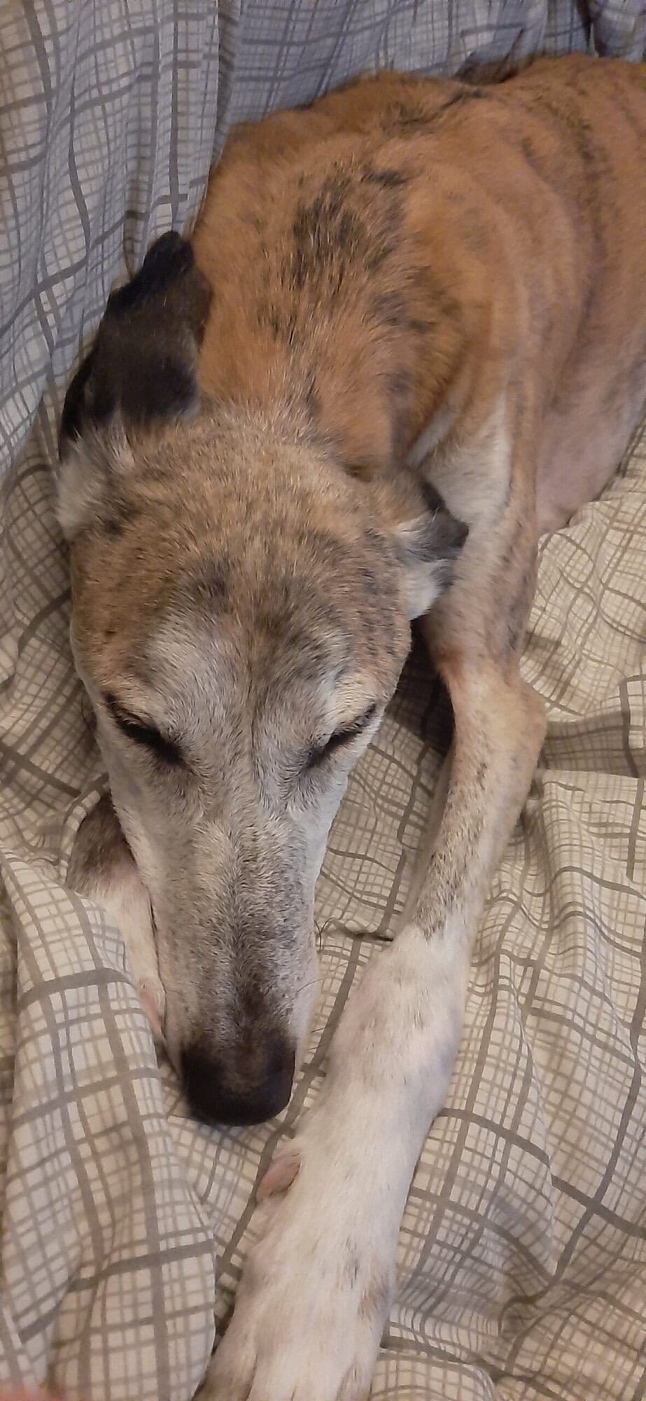 The Connection Between Sleep and Mental Health: cozy sleeping dog.